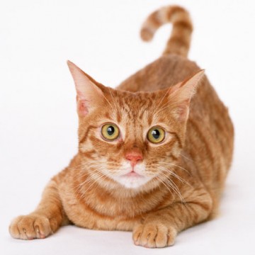 The Marmalade Cat