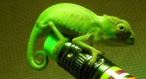 Chameleon Words