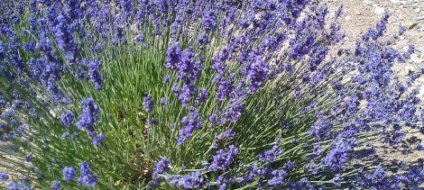 The Lure of Lavender
