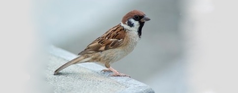 I heard his chirp . . .