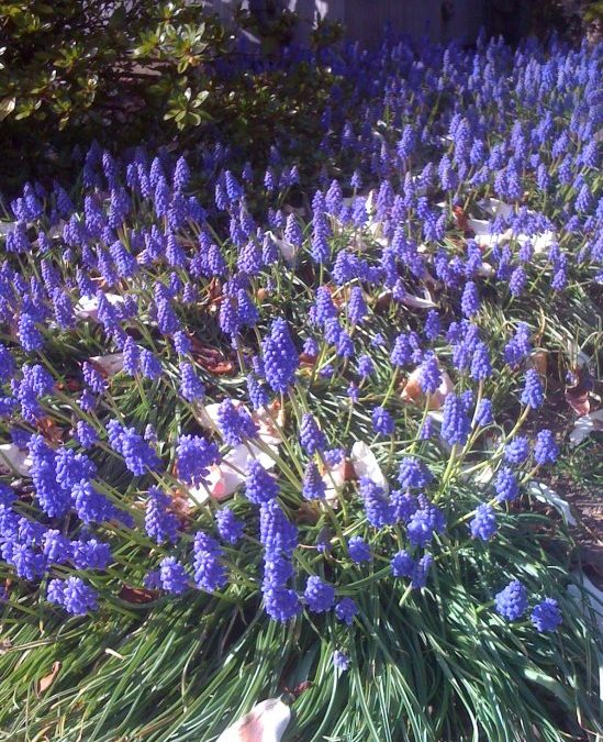 Spring Arrives