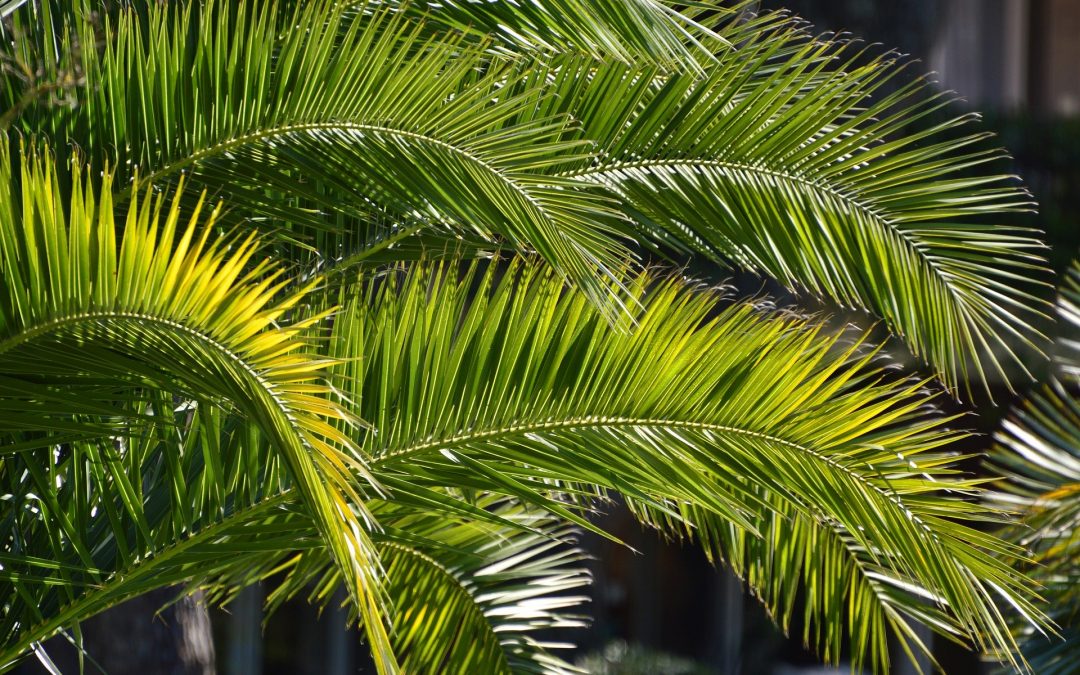 Palm Sunday