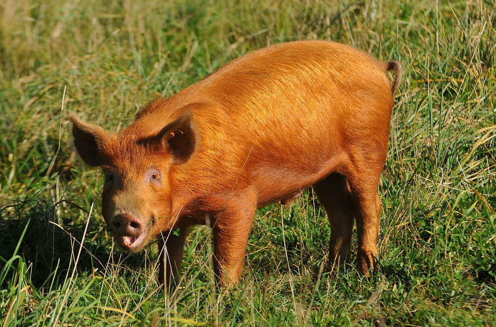 Pigs, Mansions, Weddings in Islip