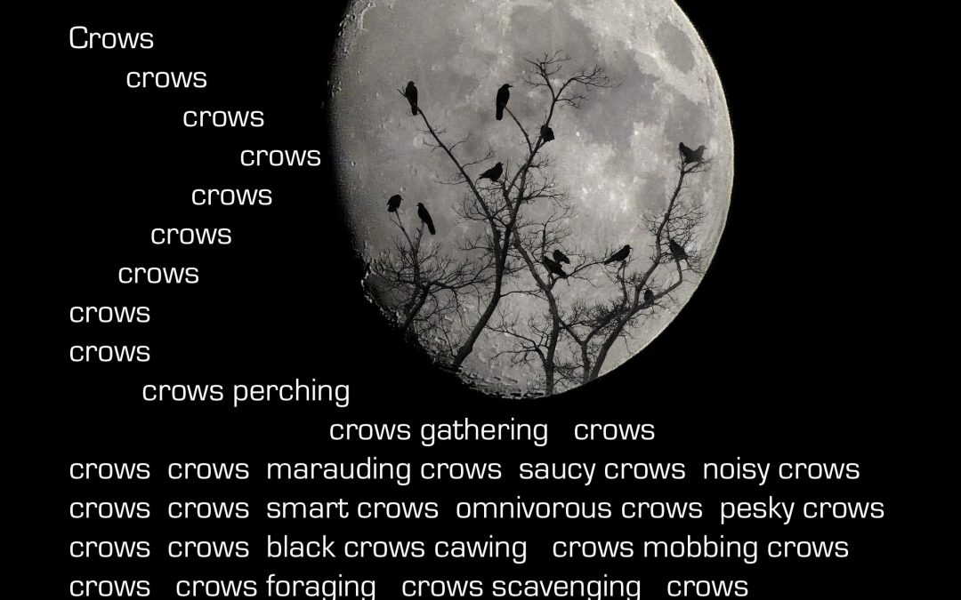 Crows and a DEET-ed Tick