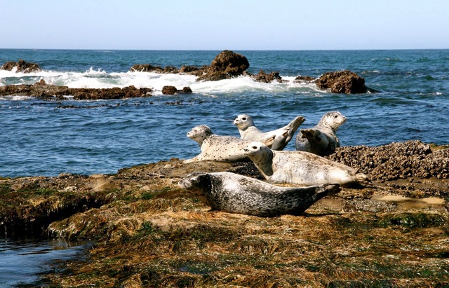 Harbor Seals