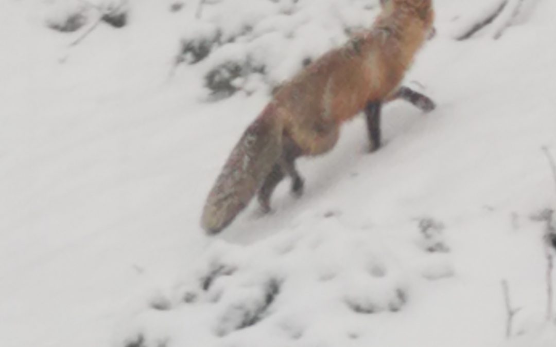 Cathy’s Red Fox