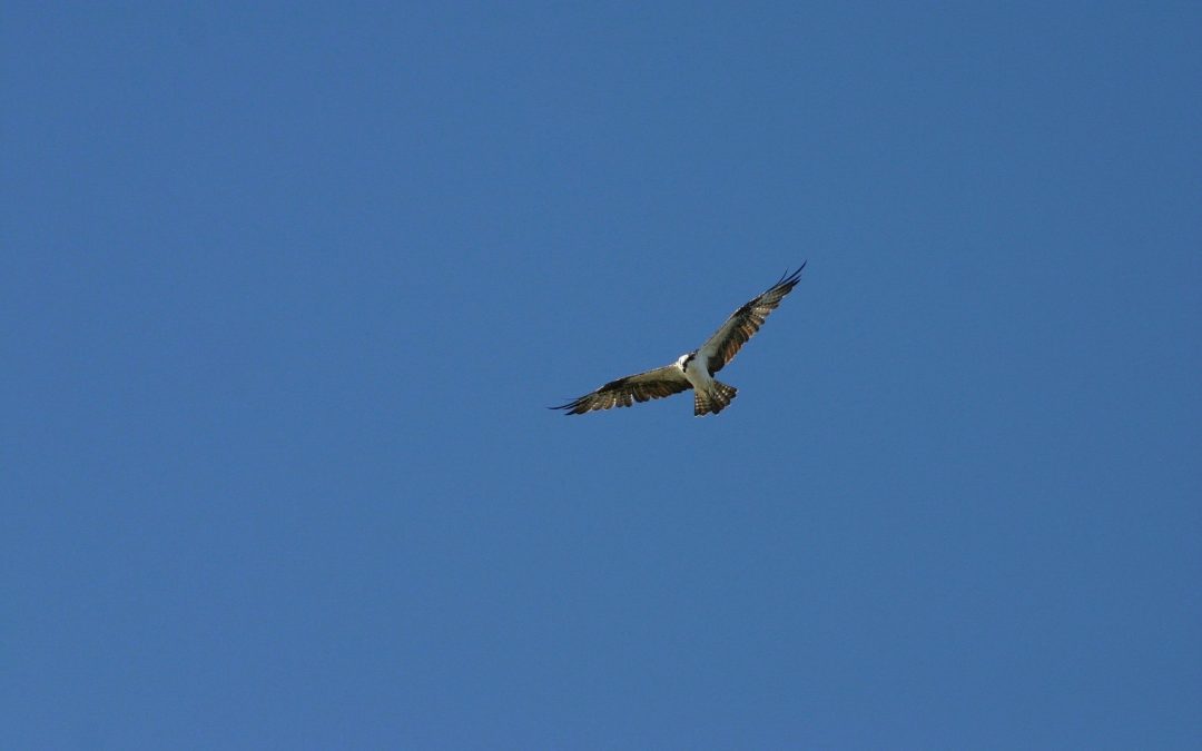 High-Sailing Hawks