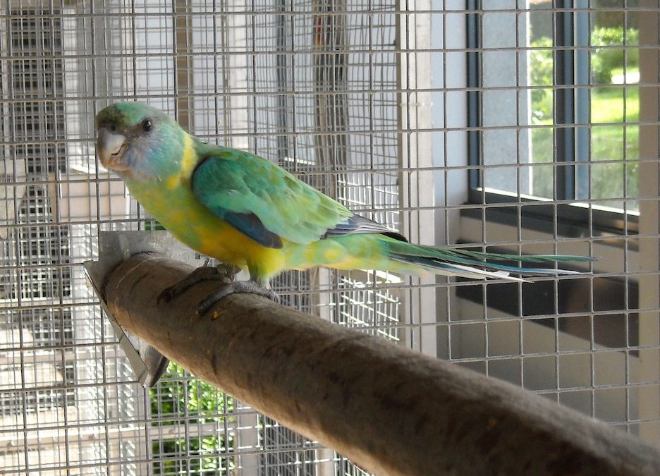 Caged Birds