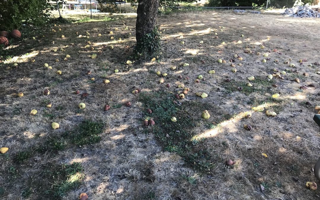 The Old Pear Tree