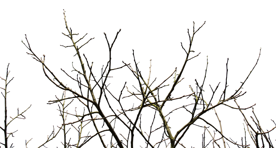 Winter Trees
