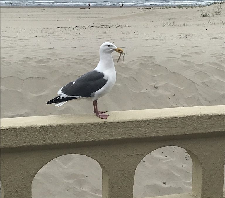 The Sea Calls Me