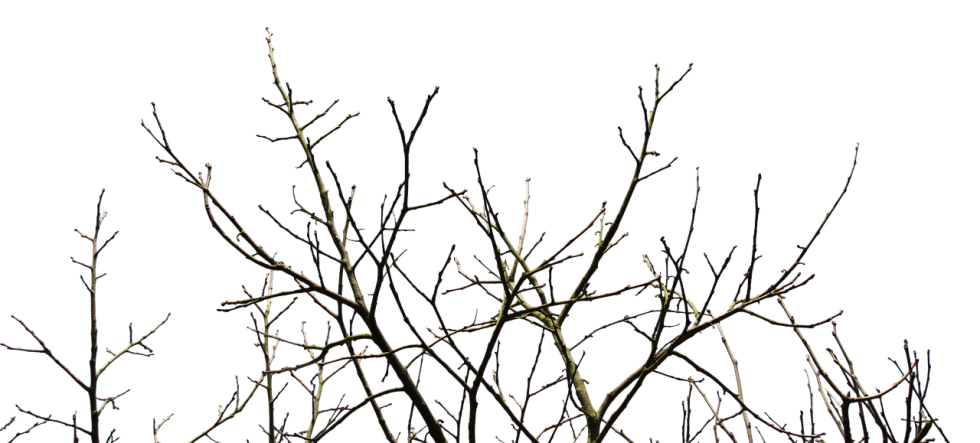 Winter Trees| AliceNine.net