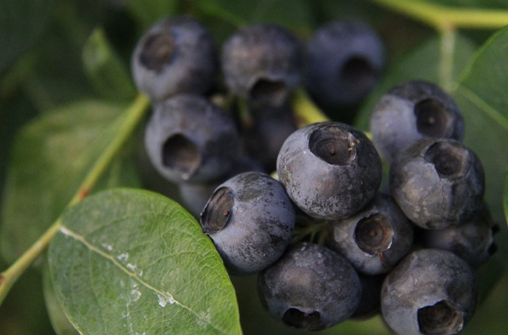 Blueberry Month