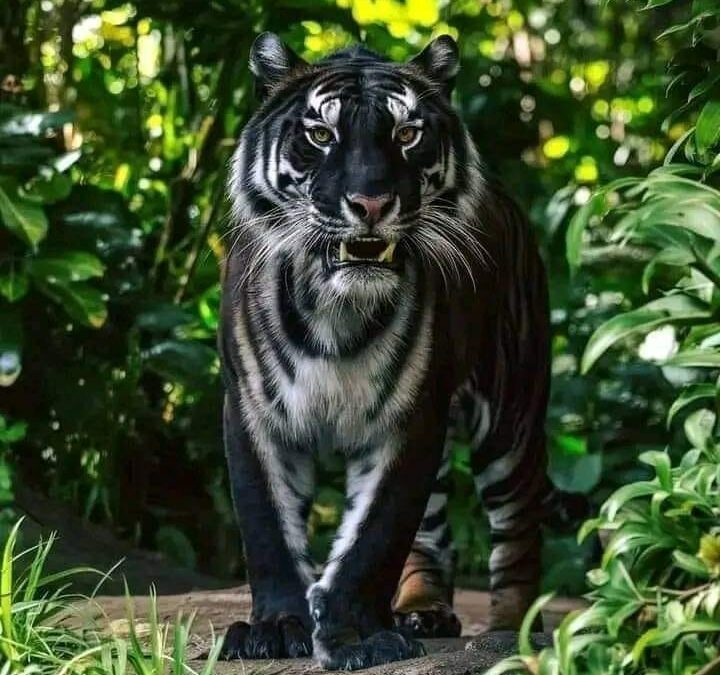 A Black Tiger